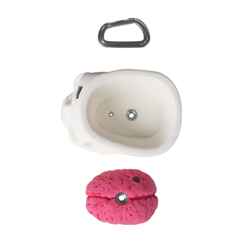 Bones - skull and brain