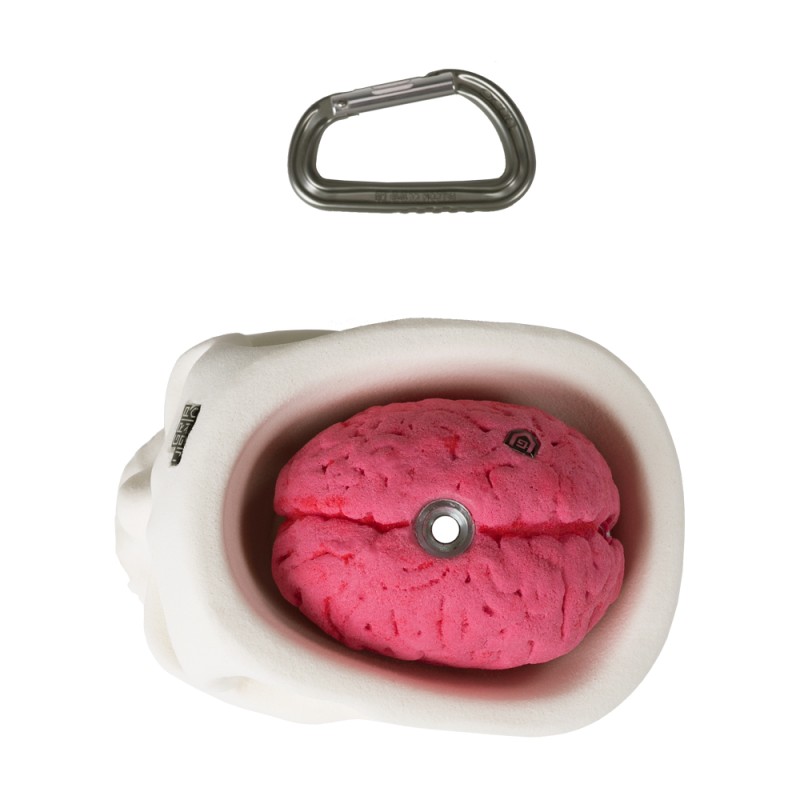 Bones - skull and brain