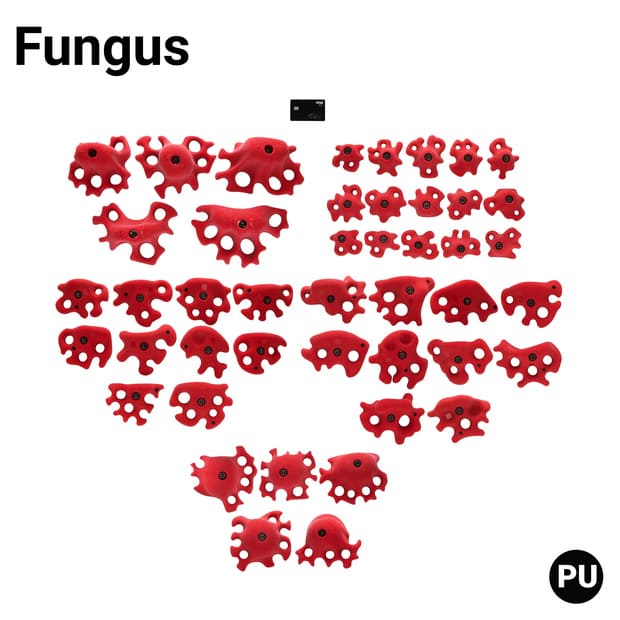 Fungus